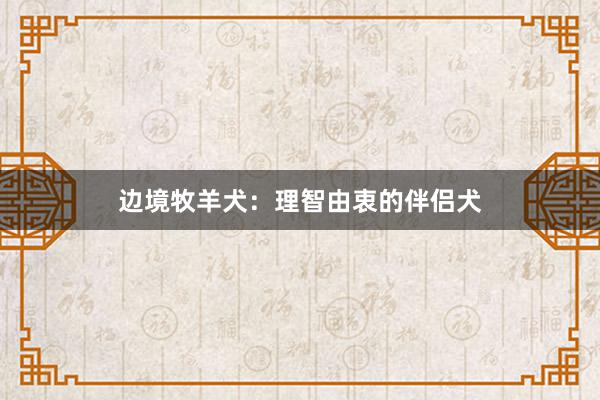 边境牧羊犬：理智由衷的伴侣犬