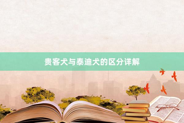 贵客犬与泰迪犬的区分详解
